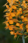 Yellow fringed orchid